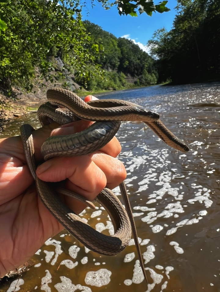 Queen Snakes